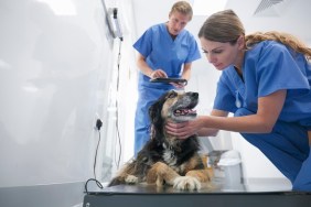 Vets wearing surgical scrubs weighing small dog in veterinary surgery practice, surface level view