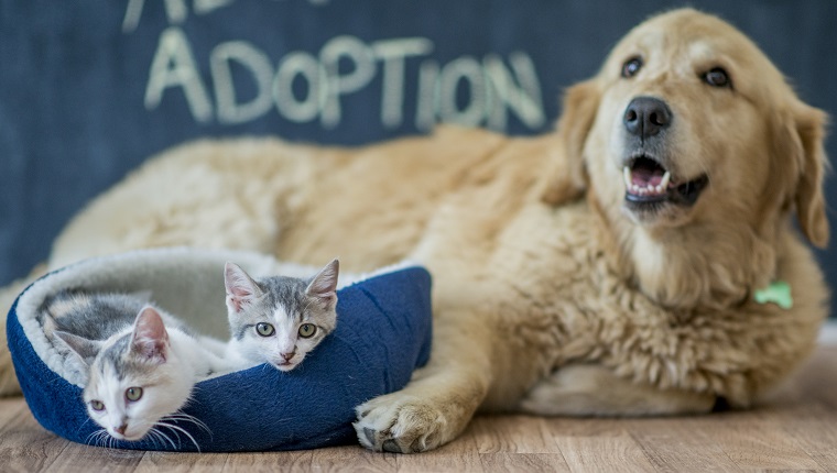 A golden retriever and two kittens are sitting in a home after a pet adoption. The word "adoption" is written the chalkboard wall.