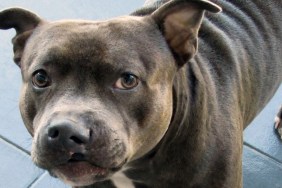 High angle view of a Staffordshire bull terrier looking at the camera. It was born with cleft lip and palate and almost didnt survive due to difficulties to eat. He was adopted and has been through a surgery. He is a healthy and happy dog now.