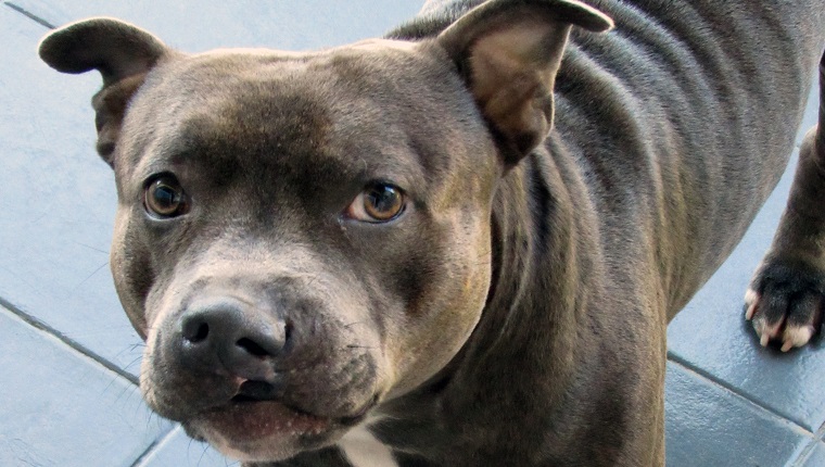 High angle view of a Staffordshire bull terrier looking at the camera. It was born with cleft lip and palate and almost didnt survive due to difficulties to eat. He was adopted and has been through a surgery. He is a healthy and happy dog now.