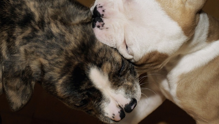 LONDON - JUNE 26: Two cross breed two-nosed dogs gnaw on each other after brought into Battersea Dog and Cats Home, on June 26, 2006 in London, England. Experts have been confounded by the dogs who were both born with an extreme form of a cleft palate. 