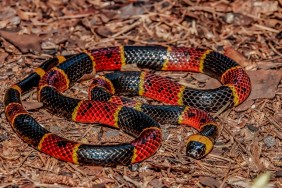 A close up of an Eastern Coral Snake in Florida.