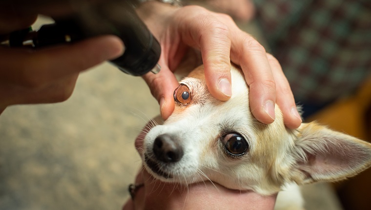 A tan and white Chihuahua on the exam table at a vet clinic receiving an eye exam from the veterinarian.