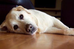 Old white labrador lying down on wooden floor and looking at you