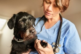 Female veterinarian examining the paws of a little black dog in her clinic