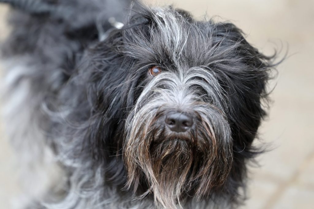 A close-up overhead shot of a Schapendoes with black, white, and grey fur.