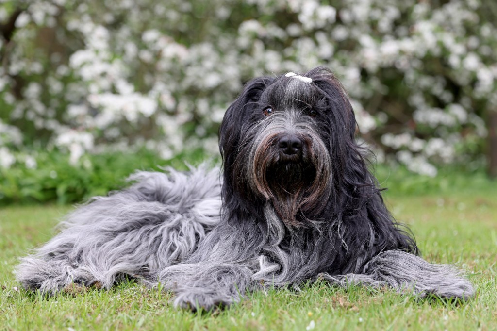 A Schapendoes dog lays in the grass looking content.