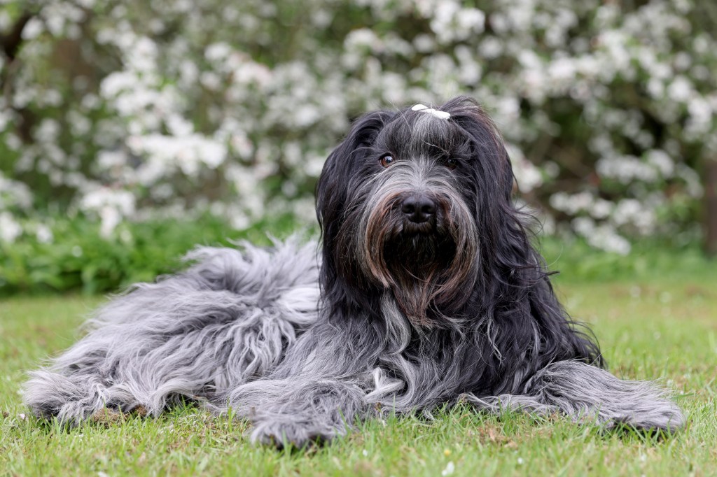 A Schapendoes dog lays in the grass looking content. 
