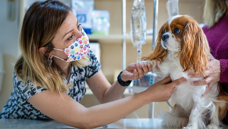 Female veterinarian examines the dog in its owner's lap.