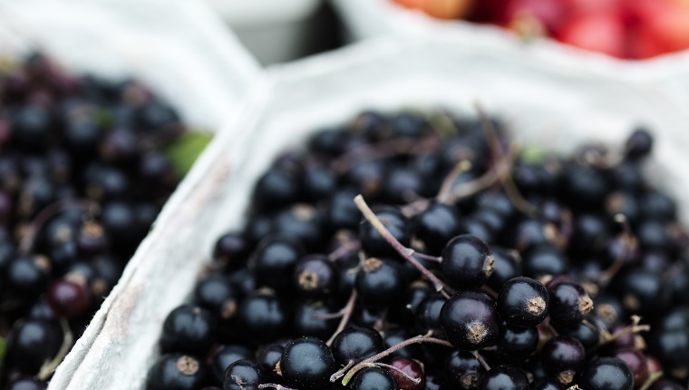 Fresh picked berries