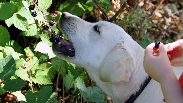 A dog is helping herself to blackberries as they hang down from the bush.