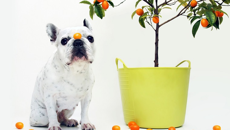 French bulldog kumquats juanto tree, white background.