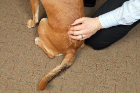 A chiropractor is performing an adjustment on a dog's spine. Animal chiropractic work is gaining in popularity as an alternative treatment method.