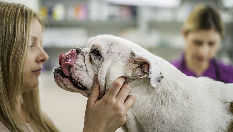 Female dog owner holding her english bulldog which is trying to lick her.