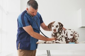 Caucasian veterinarian listening to chest of dog