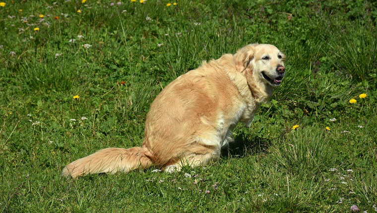 Happy purebred golden retriever pooping while looking at camera in Val Gardena, South Tyrol, Italy, a UNESCO heritage site