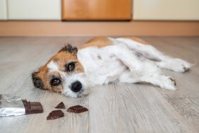 dog lying on ground by chocolate bar, experiencing chocolate poisoning