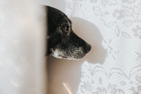 Dog with dementia behind net curtain, confused and staring at the wall.