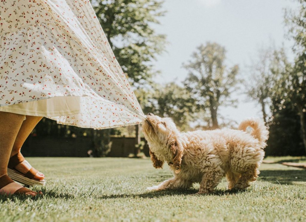 Cockapoo puppy biting woman's skirt new dog challenges