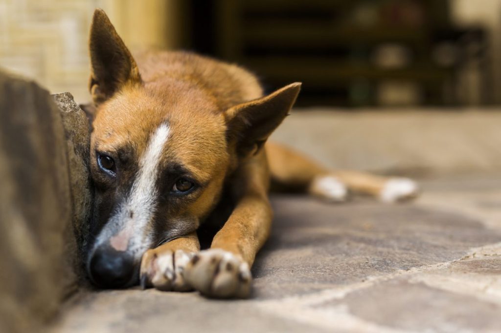 neglected dog lying down on ground