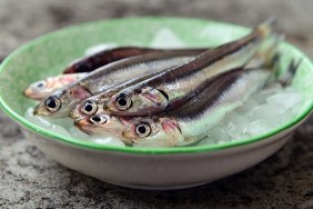 Fresh raw european anchovies on ice