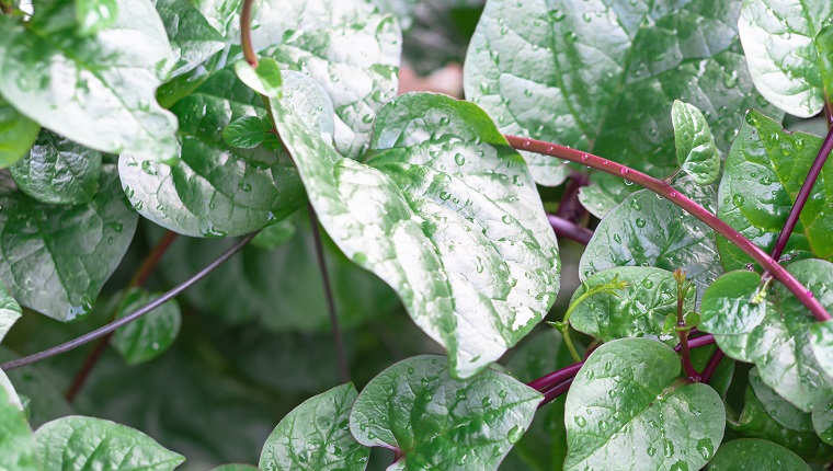 Panorama view red Malabar spinach (Basella alba) vines stake trellis growing at organic garden near Dallas, Texas, America. It is an edible perennial vine in the family Basellaceae