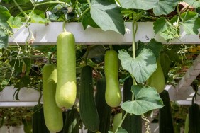 Bottle Gourds