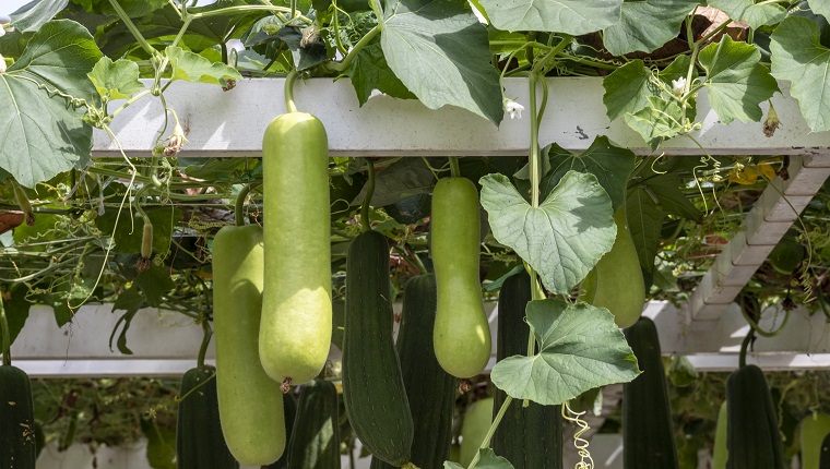 Bottle Gourds