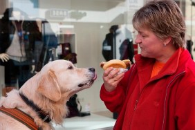 Golden Retriever & woman share Bratwurst sausage