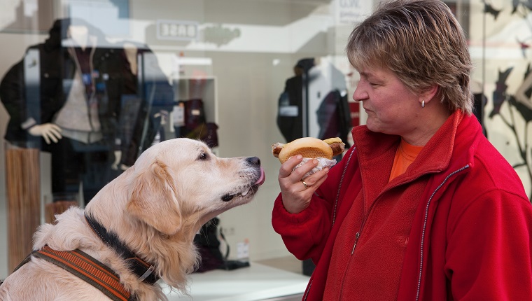 Golden Retriever & woman share Bratwurst sausage