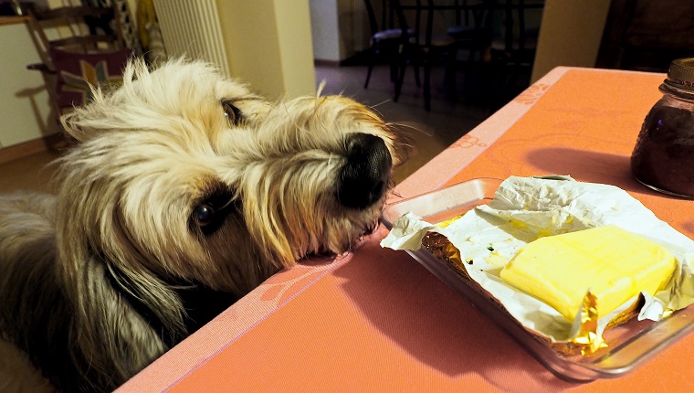 Trying to lick forbidden food.