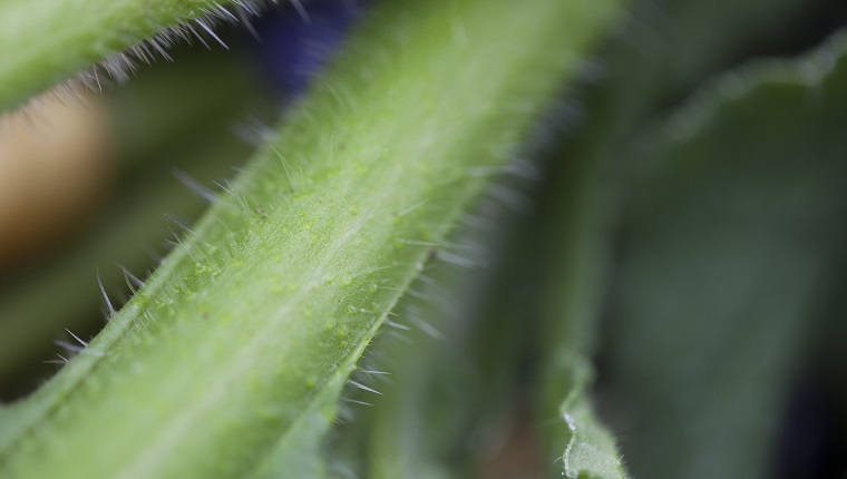 Closeup of stalk of cardoon.