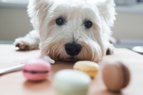 West Highland White Terrier with macaroons