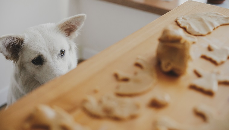 Cute white dog looking at gingerbread cookies dough on wooden table in modern room. Funny curious swiss shepherd doggy and christmas cookies. Authentic moment. Pet and Holiday preparation