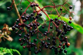 autumn fruits, Sambucus nigra