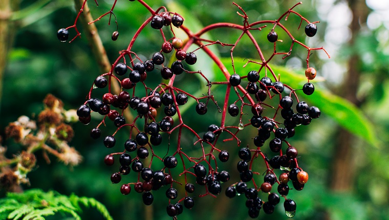 autumn fruits, Sambucus nigra