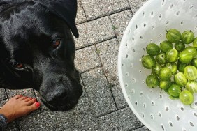 Low Section Of Woman Holding Gooseberries In Container By Black Labrador On Footpath