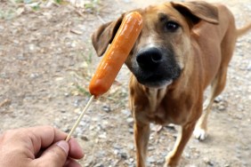 Dog and sausage, Sausage in hand and Dogs brown are hungry, Hungry dog (Selective focus)