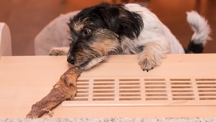 tricolor Jack Russell Terrier Dog - hair style rough - little cute dog is stealing from the table