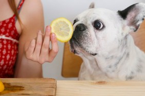 Portrait of French Bulldog smelling lemon slice