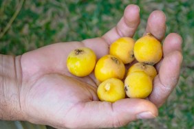 Close up to a man hand with medium group of loquat fruits on it, (nispero fruits)