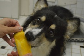 Dog eating mango. Inspired in the brazilian expression "o cao chupando manga"