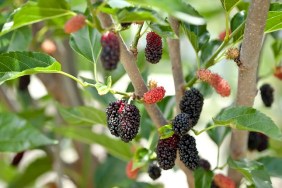 Close-up of ripening fruit on a miniature mulberry tree.