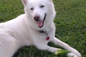 smiling white dog