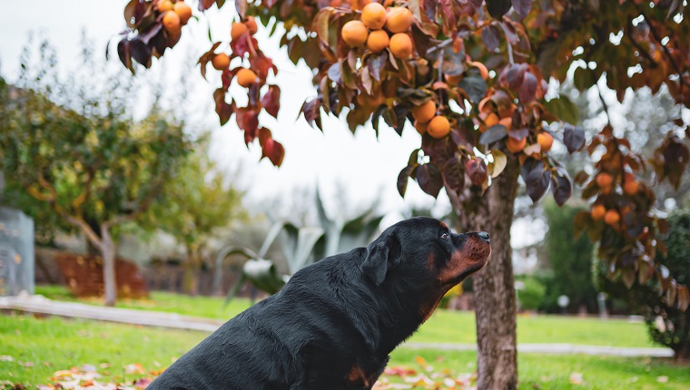 Beautiful domestic pet sitting under the persimmon tree in fruit garden, adorable dog looking at autumn fruit harvest. Amazing autumn landscape and cute puppy concept. High quality photo