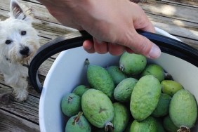 Hand holding a bucket of feijoas harvested from a home orchard, with a west highland terrier westie dog watching. Photographed in New Zealand, NZ.