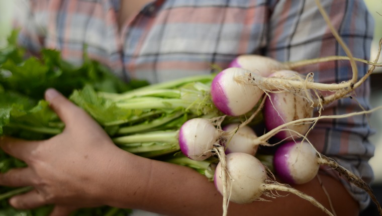 Harvesting Rutabaga