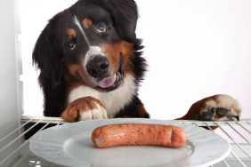 Bernese mountain dog looking sausage.