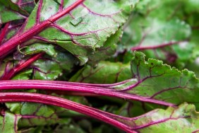 Close up of organic Swiss Chard, Valencia, Valencia Region, Spain