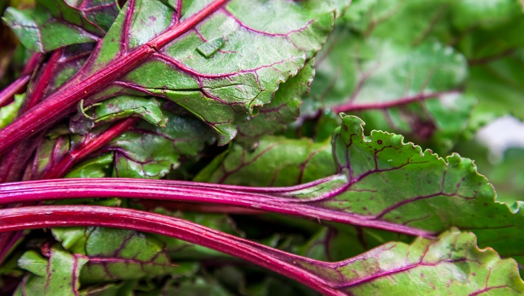 Close up of organic Swiss Chard, Valencia, Valencia Region, Spain